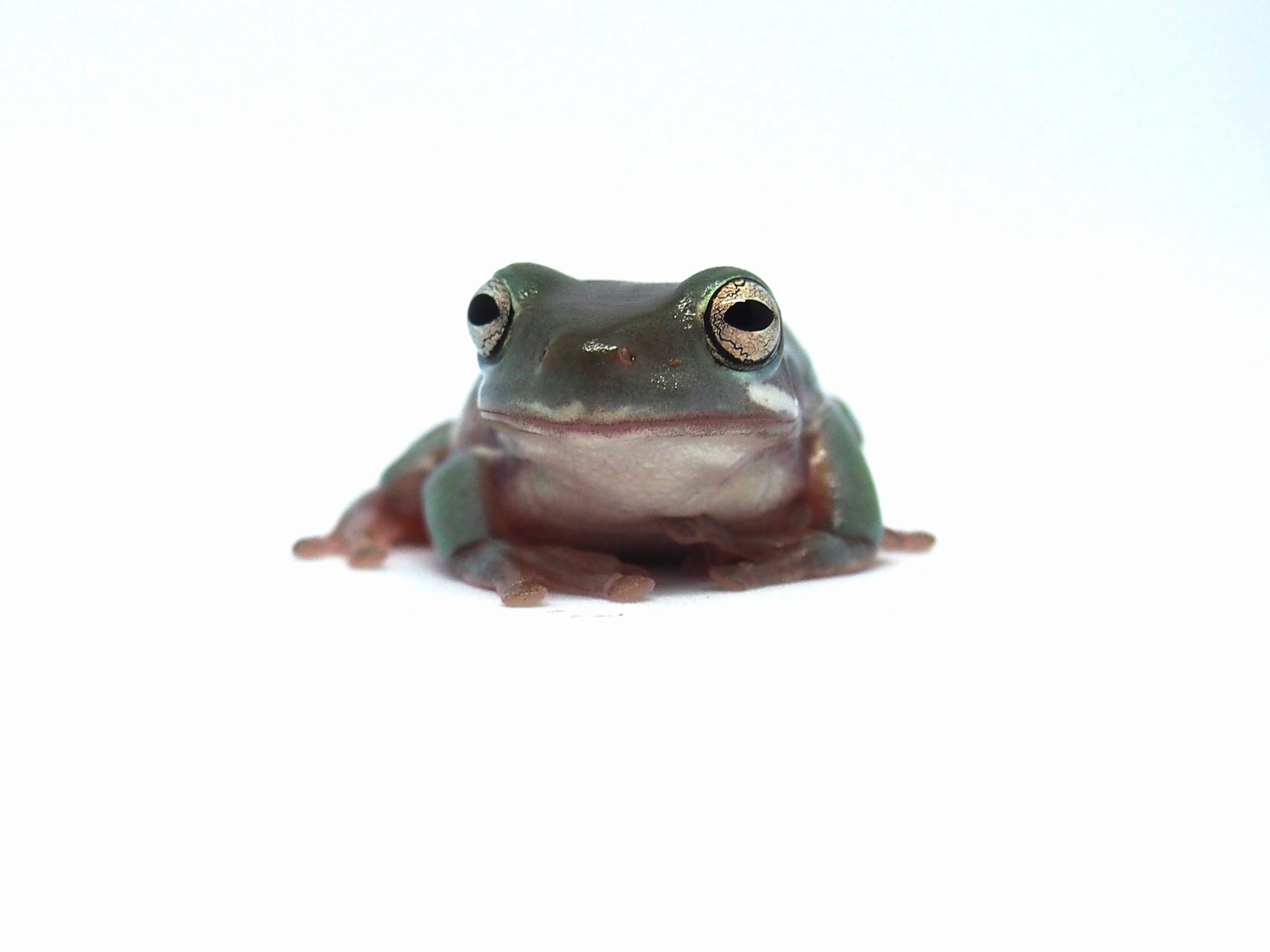 カエルですけど イエアメガエル初心者ママ なーんかつぶちゃんの体色 アタシの好みなんだよねぇ 顔の横の白いラインも素敵 イエアメガエル イエアメ カエル かえる 両生類 カエル好きと繋がりたい T Co 7zbeorq8be Twitter カエルですけど イエアメガエル初心者ママ なーんかつぶちゃんの体色 アタシの好みなんだよねぇ 顔の横の白いラインも素敵 イエアメガエル イエアメ カエル かえる 両生類 カエル好きと繋がりたい T Co 7zbeorq8be Twitter