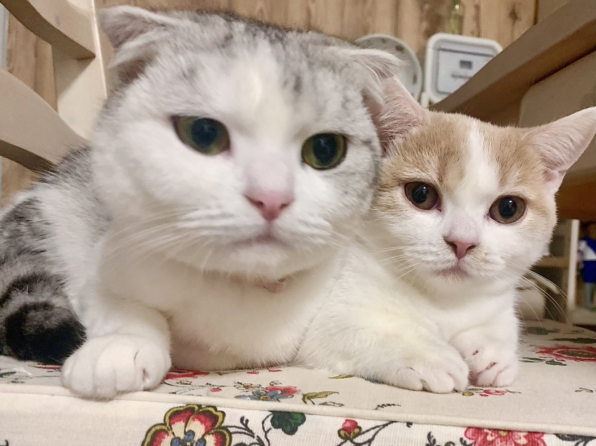 kawaii_ChocoMog's tweet photo. 仲良しすぎて困っちゃう🥰❤❤❤
#猫
#猫のいる生活 
#猫好きな人と繋がりたい https://t.co/aWCgDIOolR