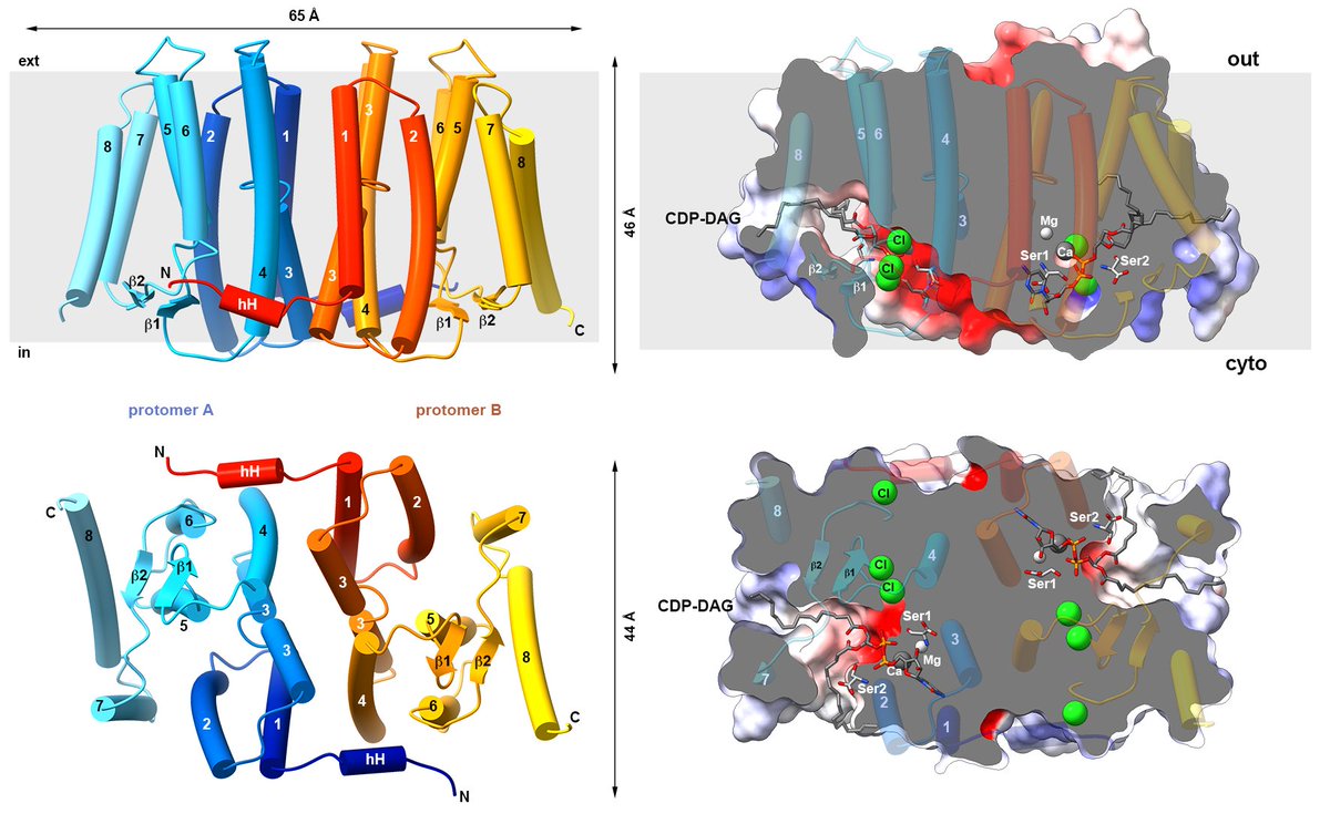 Our work on PSS, an enzyme embedded in the membrane and involved in synthesis of lipids, is finally published in <a href="/NatureComms/">Nature Communications</a> . Many thanks to the twitter-less group members Martin Centola, Katharina van Pee and Heidi Betz (Department of SB <a href="/MPIBP/">Max Planck Institute of Biophysics</a>). 🥂🥂
rdcu.be/cCyAa