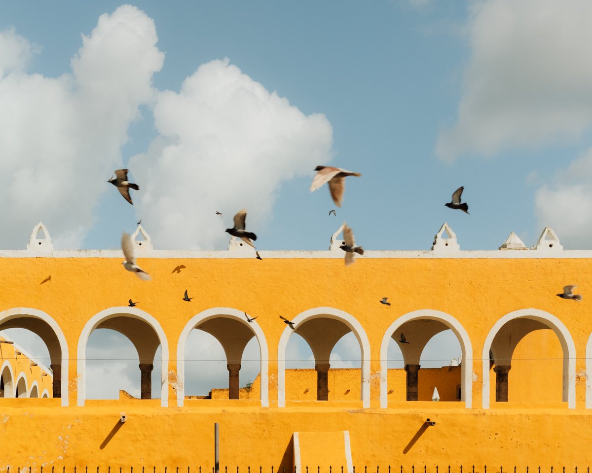 zachtheleon's tweet photo. Yellows in Mexico https://t.co/S6T1F9orII