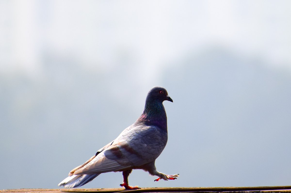 pedorthic's tweet photo. Pedothic treatment should begin if a child is walking pigeon-toed after 15 months of age.This article explores different causes and pedorthic treatments for in-toeing: https://t.co/esNI1y2lGy #pedorthics #pigeontoed #intoeing https://t.co/Fo1ro1GCs2
