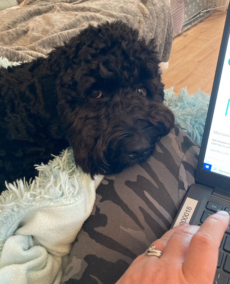 julia_denyer's tweet photo. It’s nearly the weekend Bobby, hang on in there mate #itsadogslife #puppydogeyes #whydoyouloveyourlaptopmorethanme 🐾 https://t.co/Sd32hmksa9