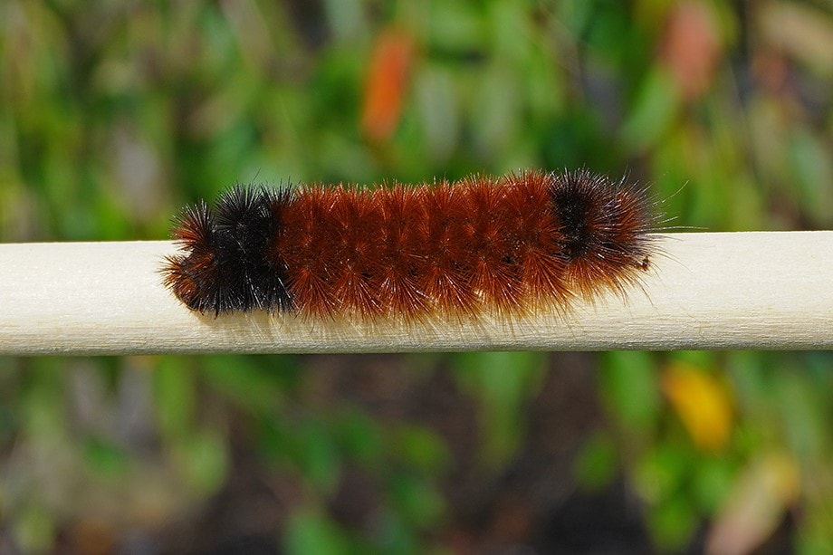 GriffinPest's tweet photo. Woolly bear caterpillars use clever tricks to survive

https://t.co/SCQT5vCcic https://t.co/tJPOKYlrTh
