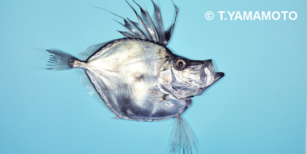 تويتر 山本智之 على تويتر カガミダイ 全身が銀色で 鏡のようになめらか 水深40 800mと 近縁種のマトウダイ よりも深場に生息します 鮮魚店ではあまり見かけませんが 非常に美味な魚です 煮付けにすると 身離れが良く 身はプリプリとした食感 皮はもっちり