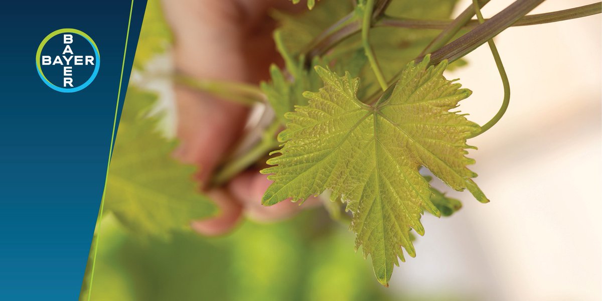 It’s the festive season and what better way to celebrate it than with a glass off wine. Read more about our extensive product portfolio aimed at helping you get the most out of your wine grapes: bit.ly/3CT8OOw