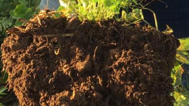 agriculture_ie's tweet photo. #WorldSoilDay 🐜🌱

A healthy soil helps with:
💧Water filtration 
🌳Carbon sequestration
♻️Nutrient recycling
🪱Supporting 25% of the world’s biodiversity
🌱Producing healthy plants for animals and humans

📍https://t.co/8hfbNuZQXj https://t.co/YnUyuwTqB7