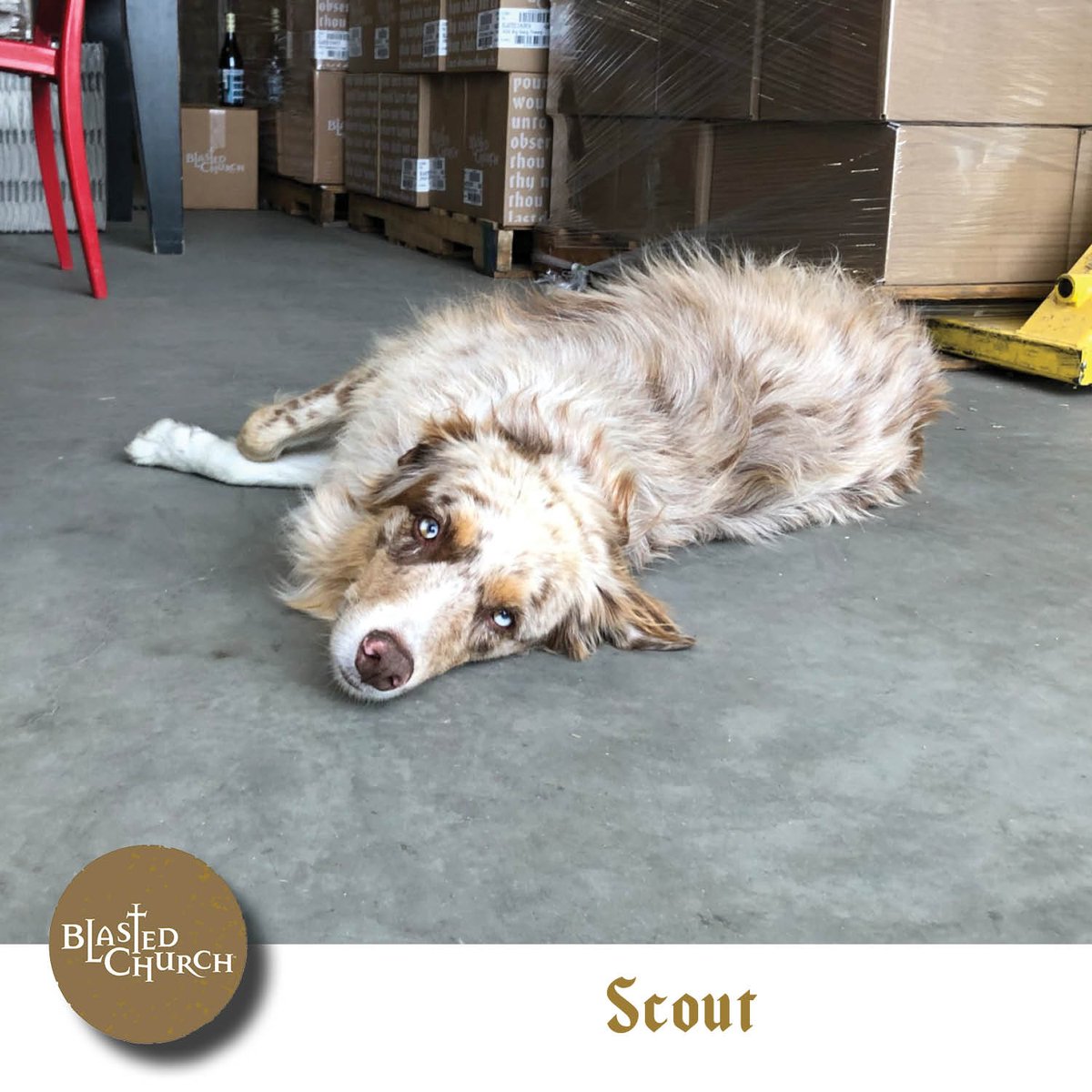 BlastedChurch's tweet photo. Scout says "Friday's be like... "
#winerydog #skahabench #scoutthedog #BlastedChurch #OKFalls #OkanaganFalls #Okanagan @theheartofwinecountry #BCWine #ExploreBCWine https://t.co/sLA45Mn5hn