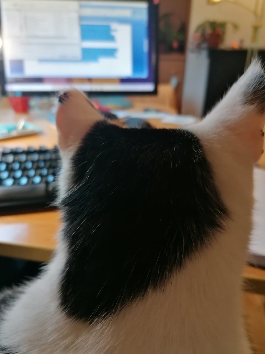 LJSedgwick's tweet photo. When you're trying to write and your muse literally gets in the way...π #wip #WulfieSeries #catmuse #interruptedwriting #WritingCommunity #cantreachkeyboard https://t.co/S6S7Lh3ppY