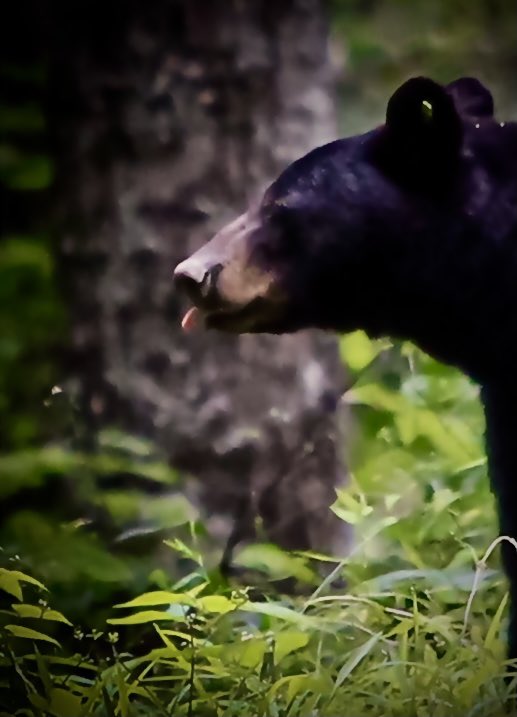 Funny Bears of East Tennessee this was timing and patience and this is what he thought of my lens #Bears #eastennessee #mountain #BearStrong #nature #wildlife #photography #INTOTHEWOODS #bearcrossing #canonphotography #bearexpression #tennesseelife #smokies #wildearth #forest #🐻