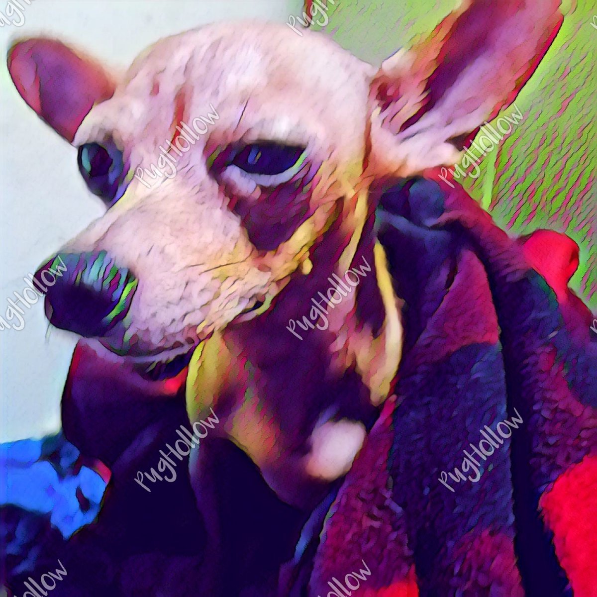 PugHollow's tweet photo. The Scribe's pyjama pants were stolen by a pair of fabulous ears. #FabulousEarsFriday #TGIF #Friyay #DaffySharkWeek #DogsofPugHollow #DogsOfTwitter #DogsOfInstagram. https://t.co/OGrK8WeAEY
