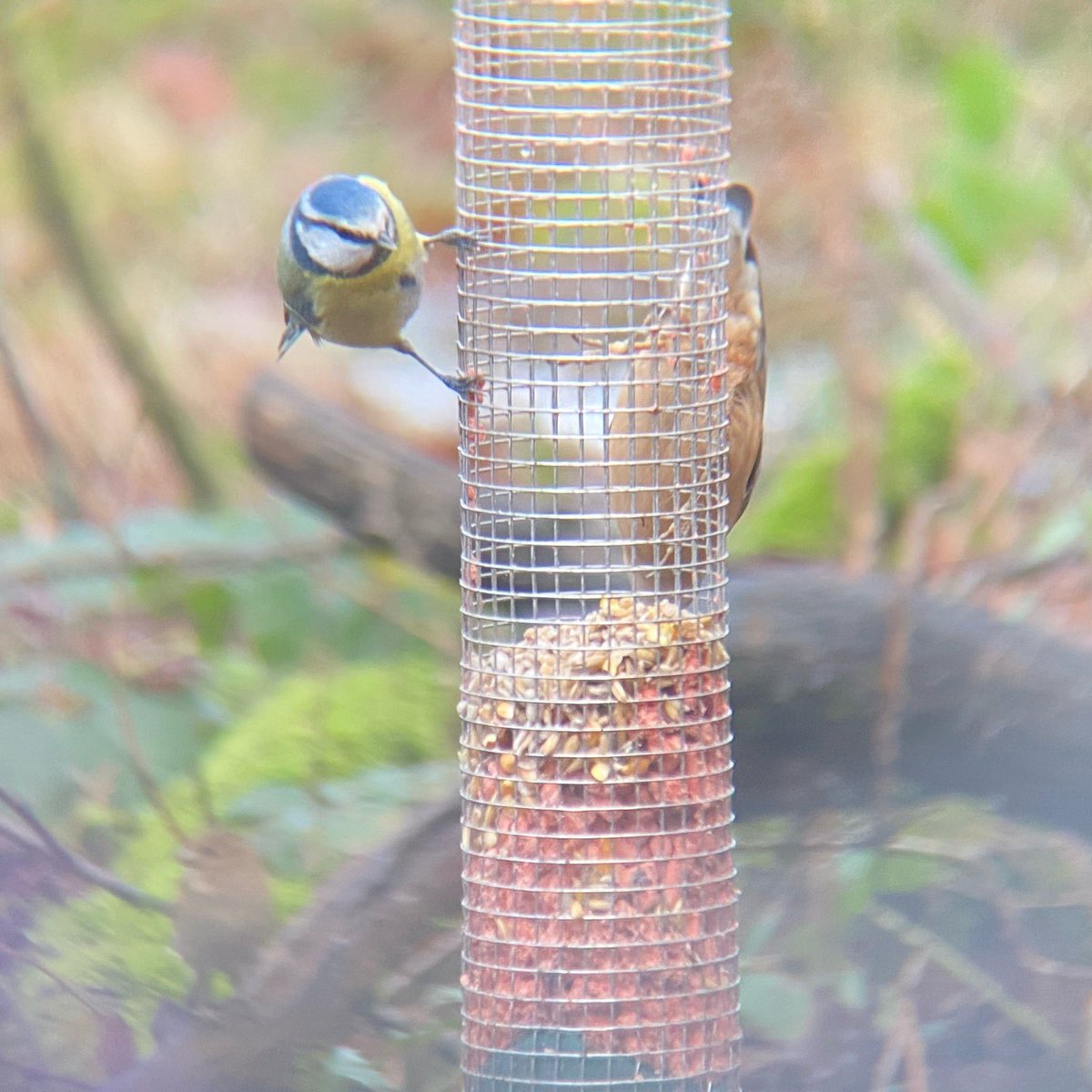 Still no male smew for me, but here is a snap of a blue tit and the underside of a nuthatch on the feeders at @RSPBLochwinnoch today. Also saw siskins, goldeneye, goldcrests and treecreepers, among other things! #birds #getbirding