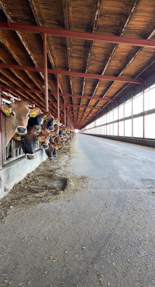 tdibble90's tweet image. Day 3 Alta Mid West Tour 21
Wakefield Farms LLC 4500 jerseys 2 double 36 rapid exits 3x milking 37L ecm 20kg dmi 5⭐ FE  @AltaGeneticsUK