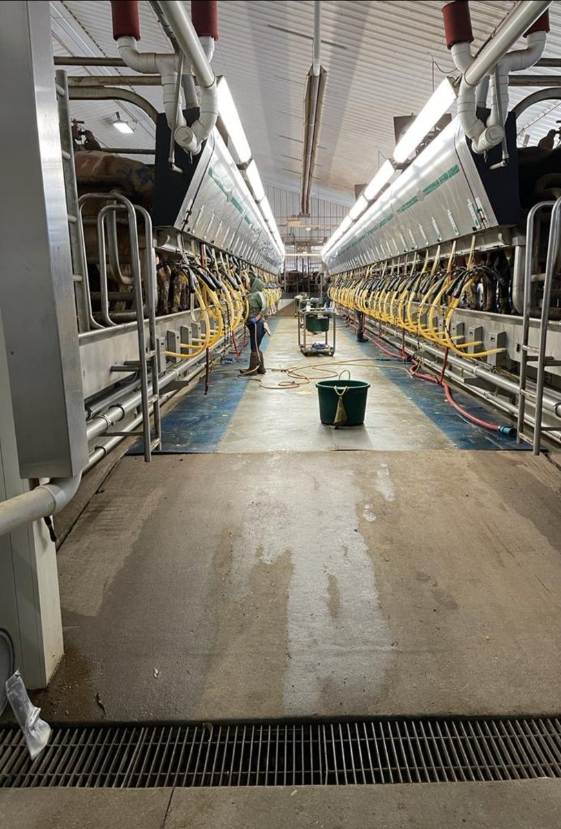 tdibble90's tweet image. Day 3 Alta Mid West Tour 21
Wakefield Farms LLC 4500 jerseys 2 double 36 rapid exits 3x milking 37L ecm 20kg dmi 5⭐ FE  @AltaGeneticsUK