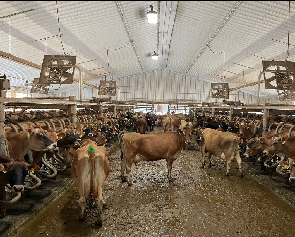 tdibble90's tweet image. Day 3 Alta Mid West Tour 21
Wakefield Farms LLC 4500 jerseys 2 double 36 rapid exits 3x milking 37L ecm 20kg dmi 5⭐ FE  @AltaGeneticsUK