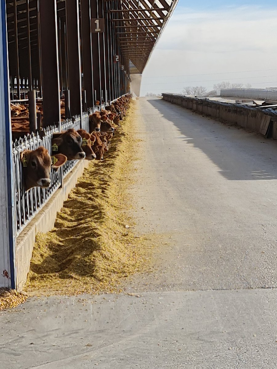 tdibble90's tweet image. Day 3 Alta Mid West Tour 21
Wakefield Farms LLC 4500 jerseys 2 double 36 rapid exits 3x milking 37L ecm 20kg dmi 5⭐ FE  @AltaGeneticsUK