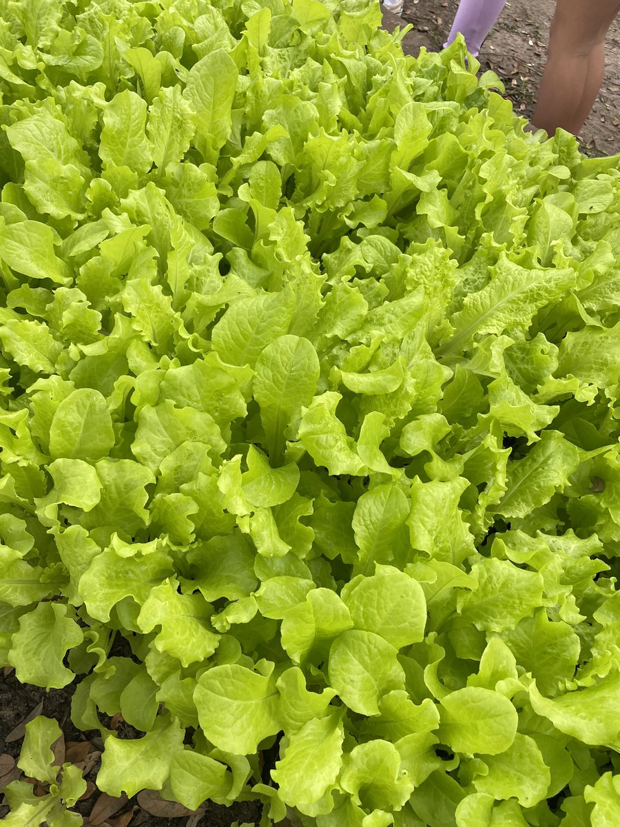 Mrs. Irshad (@irshadrtgg) on Twitter photo Happy Friday <a href="/SheridanCFISD/">Sheridan Elementary School</a>! We are tasting lettuce in your #SchoolGarden today! ππ Happy Friday <a href="/SheridanCFISD/">Sheridan Elementary School</a>! We are tasting lettuce in your #SchoolGarden today! ππ