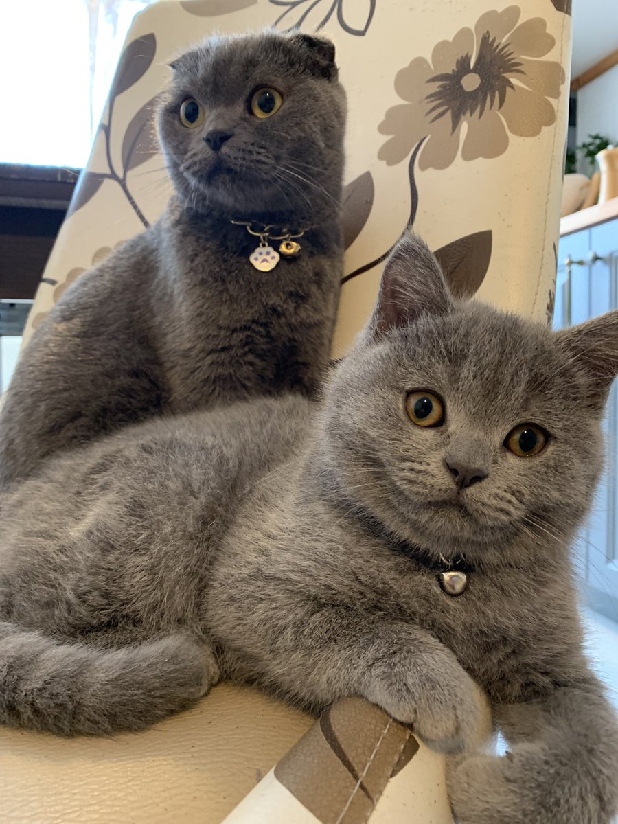 Mama lüks değil ihtiyaçtır. Kedi ve köpek mamalarındaki %18 KDV oranı adil ve mantıklı değildir. #MamalardakiKDVkaldırılsın