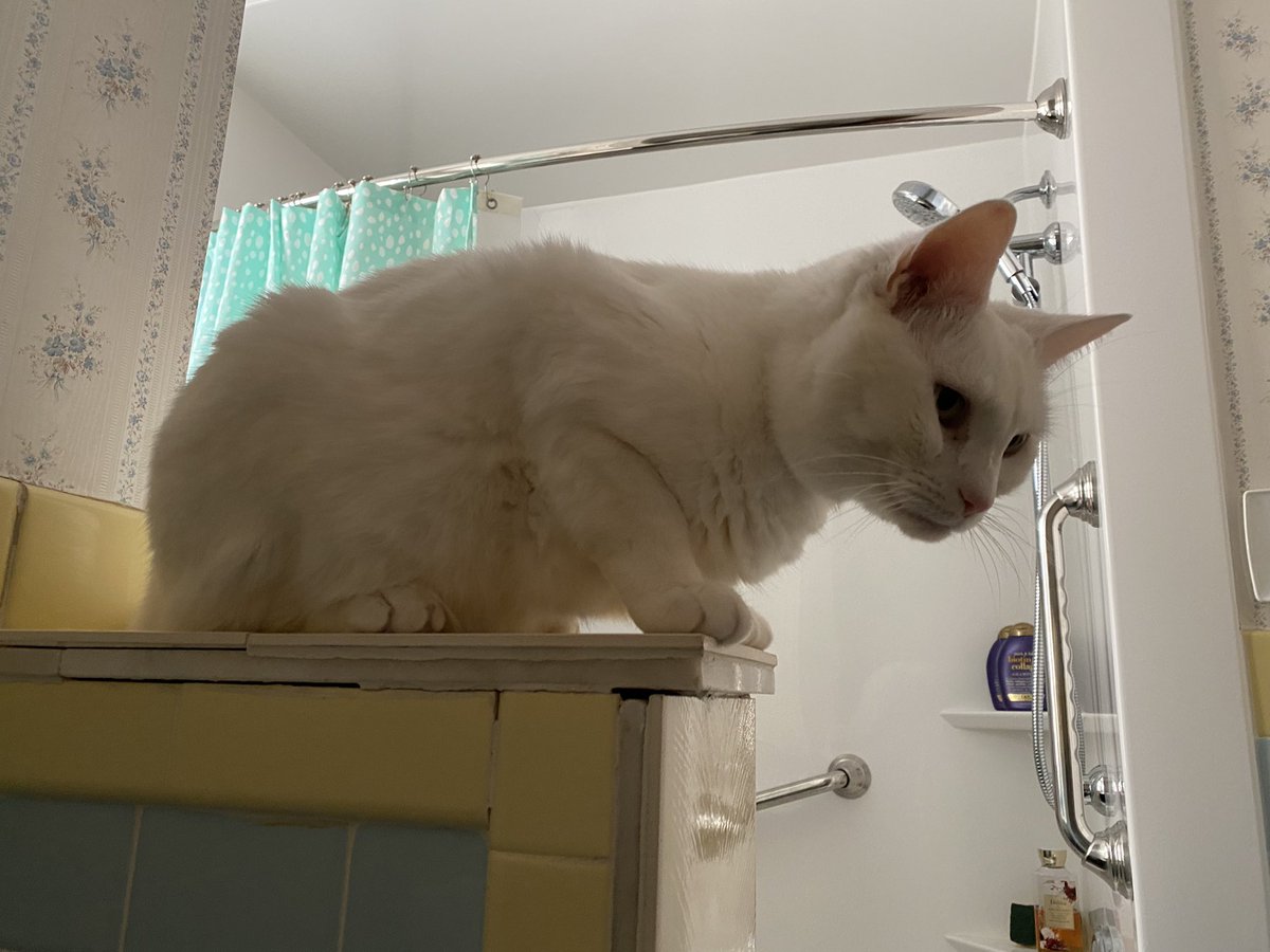 FalkorTheCat's tweet photo. I really enjoy sitting on this ledge,
Purring & watching you pee. #WeirdCatStuff https://t.co/Iz8aULCqul