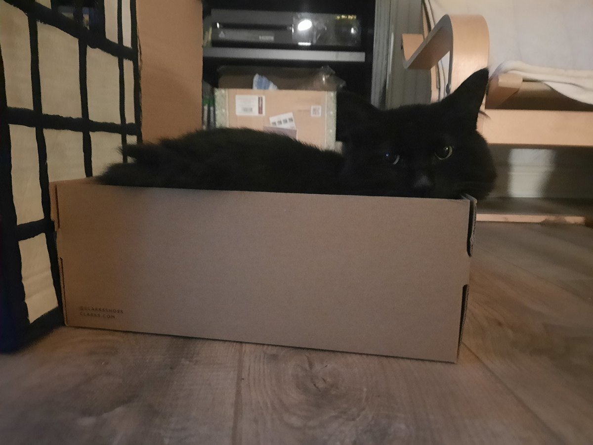 peakshiker's tweet photo. The snuggle and box season is officially open 😂 #CatsOnTwitter #catanddog #boxtroll #catinabox #christmasiscoming https://t.co/E8yR3WYx6e