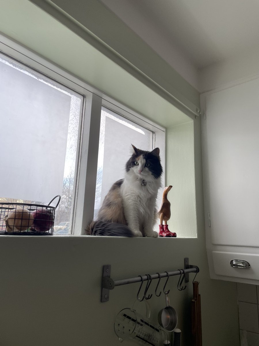 krolafs's tweet photo. @_rasley Omg🥺 Slaufa mín er svo lík Kleinu þinni!! https://t.co/kClRRqd9ro