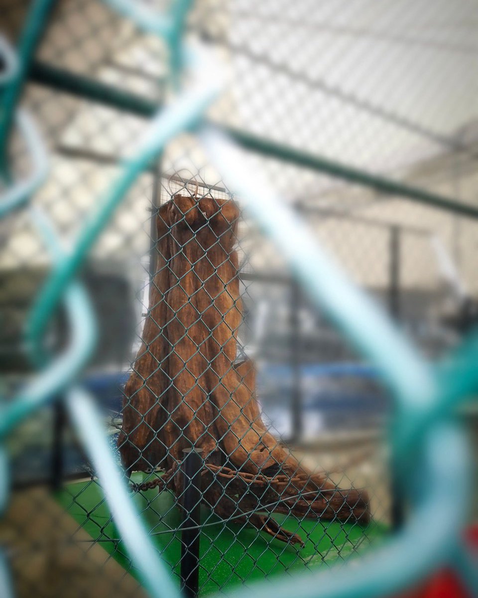 El cielo se nos vino encima,
Todo se hundió,
Todo menos el roble de las raíces y las alas.

Es simbólico, quizás premonitorio,
Las muestras de cariño son muchas, tantas como raíces tiene un árbol. 

Gracias por todo el apoyo, 
Eskerrik asko guztiei.
❤️