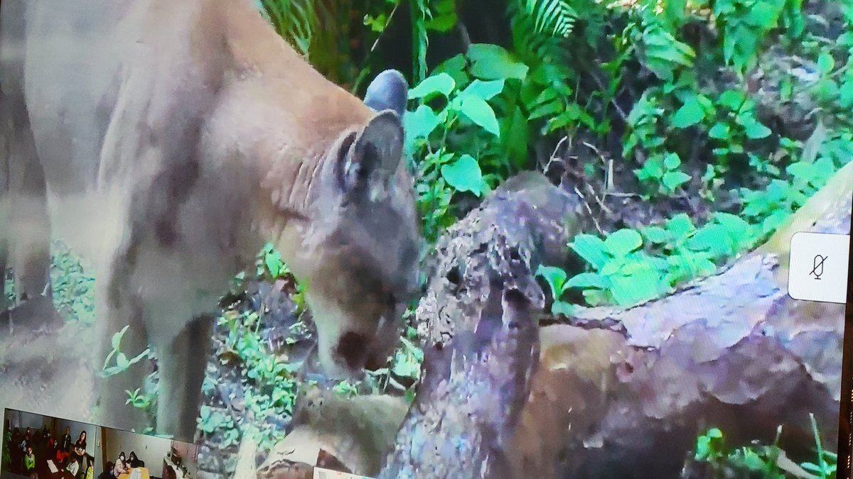 blackbearsroar's tweet photo. Florida Panther ZooCon! Great question! #zoocon @NaplesZoo @collierschools https://t.co/1GHQlRq6Om