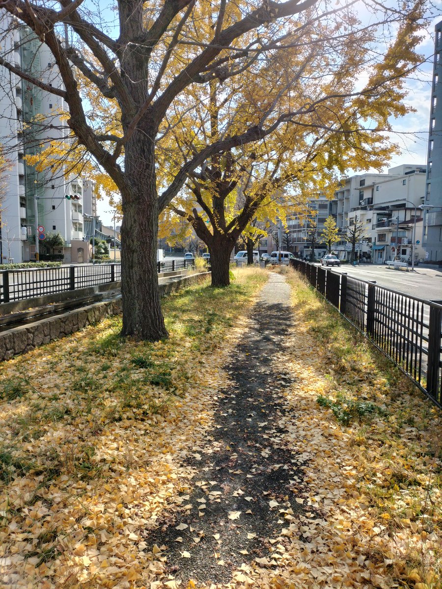 Yuria_info_'s tweet image. 肝心な紅葉🍁載せてなかった(笑)💦

堀川通りの銀杏並木🍁

散ってしまってるのもあったけど、綺麗やった♥

#紅葉
#京都
#堀川通り
#銀杏並木