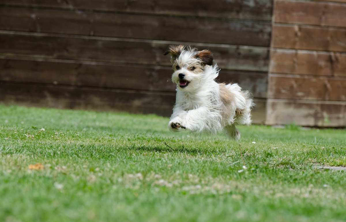 Berti_and_Ernie's tweet photo. Come fly with me! #dogfriends https://t.co/i4EOPzpRCp