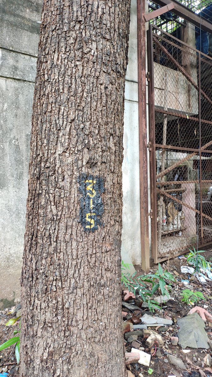 MaldeNimish's tweet photo. 100s of trees which are more than 50 years old will be cut down for redevelopment project in Wadala! How BMC grants permission? 
#EnvironmentDisaster 
@AAPMumbai @PreetiSMenon @zoru75 @ranjeetnature @tweetsvirat @GopalMumbai @rubenmasc @TMS190 @local_mumbaikar @GroupPetition https://t.co/pEl02n9d1F