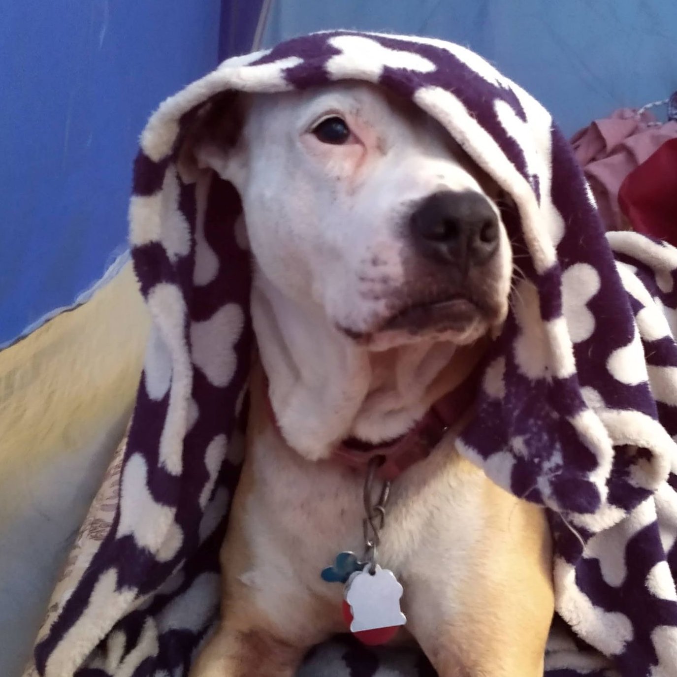 Can I License My Dog Online