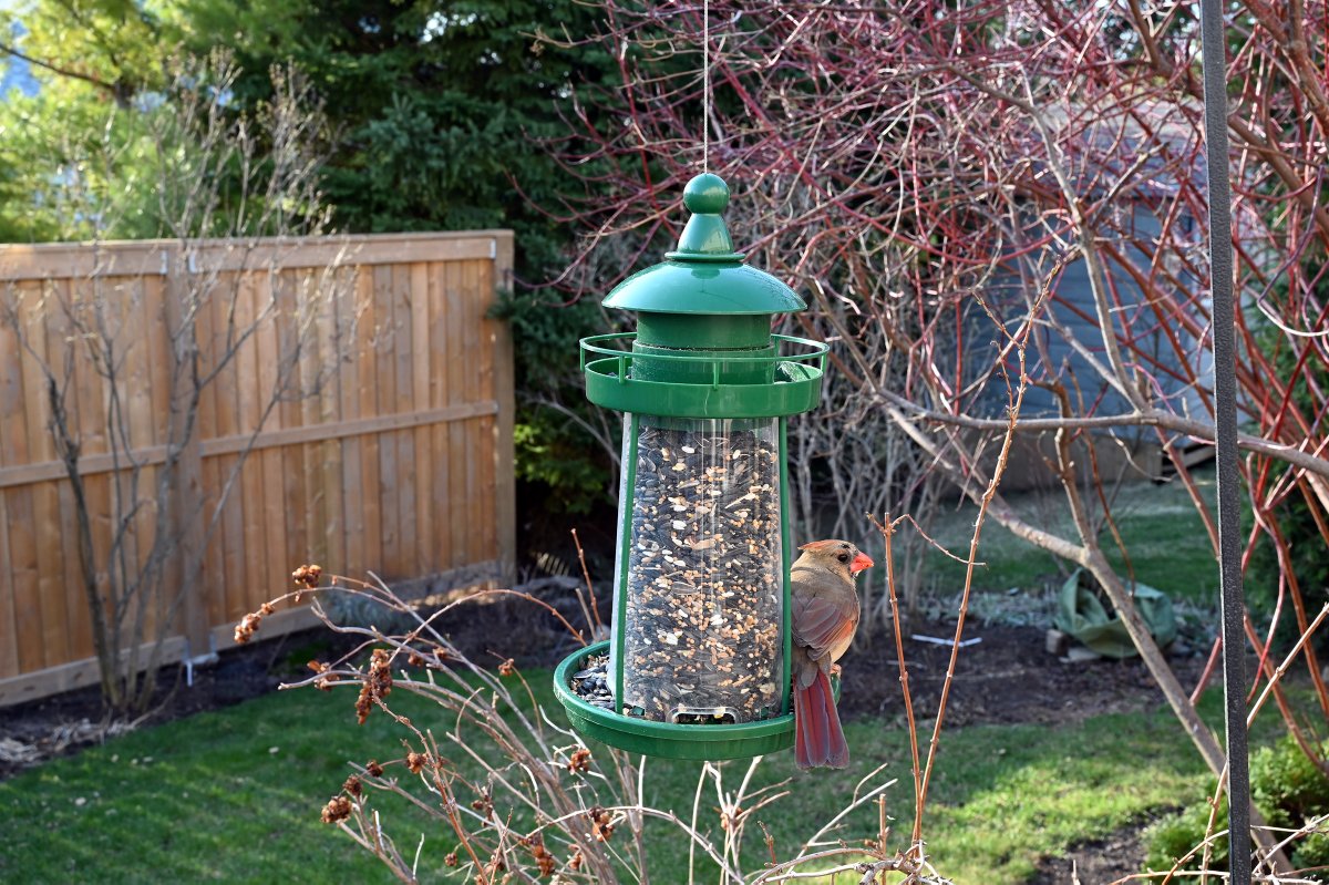 Pinebushhg's tweet photo. You can easily attract a Cardinal to your backyard by using sunflower seeds.  Try using a Cardinal friendly Pinebush feeder for your next birding venture.

#Cardinals #redbirds #birds #Pinebush #Pinebushhomeandgarden #feedingthebirds #winterbirding  #Sunflowerseeds https://t.co/wLd7LQOkPJ