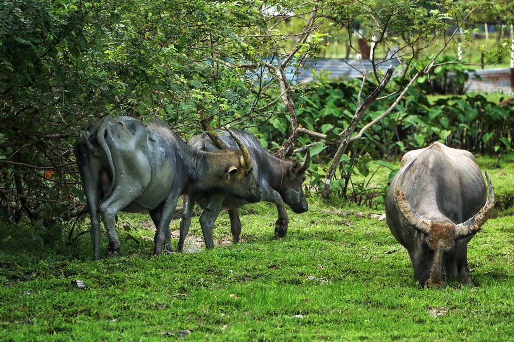 A buffaloes scene at Pulau Tuba, Langkawi

#discoverlangkawi
#gayatravel
#malaysiantravellers
#cuticutimalaysia
#malaysiatrulyasia