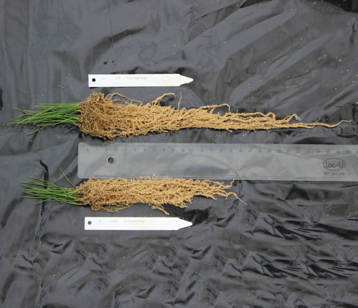 DLFSEEDS_UK's tweet photo. Diploid vs Tetraploid?
We bring you 4turf® - the real game-changer🌱
Rapid establishment, hard-wearing, with improved stress tolerance and ability to recover, even in cooler temperatures.
The science behind👉https://t.co/1Gl4Q1aWaW
#4Turf #DLFseed #SeedsAndScience #Turf https://t.co/TeTRCwkYSH