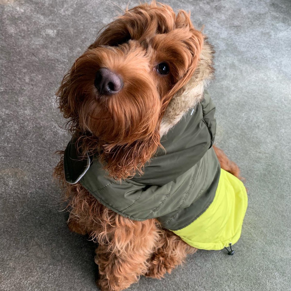 projectyouthcan's tweet photo. We are at Starbucks Huddersfield tomorrow from 10am for our Dog and Puppy Day. We have a selection of doggy accessories and gifts at great prices. CASH ONLY! Bring along your VIP (very important pooch) for a FREE #Starbucks #puppaccino https://t.co/FyIUH7Xdoc
