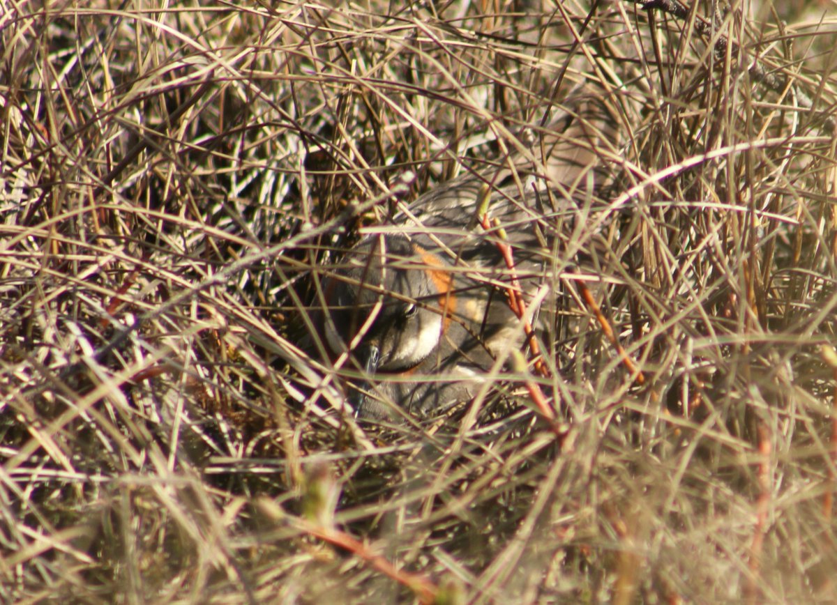 3phalaropes's tweet photo. Who doesn't want waterfront? #Phalaropes often nest next to the ponds where they feed. Sometimes they even have a little tunnel in the vegetation to give them (and their chicks) an easy route to the water! #PhalaropePhriday #ShortCommute https://t.co/Eh1ELQy8f9