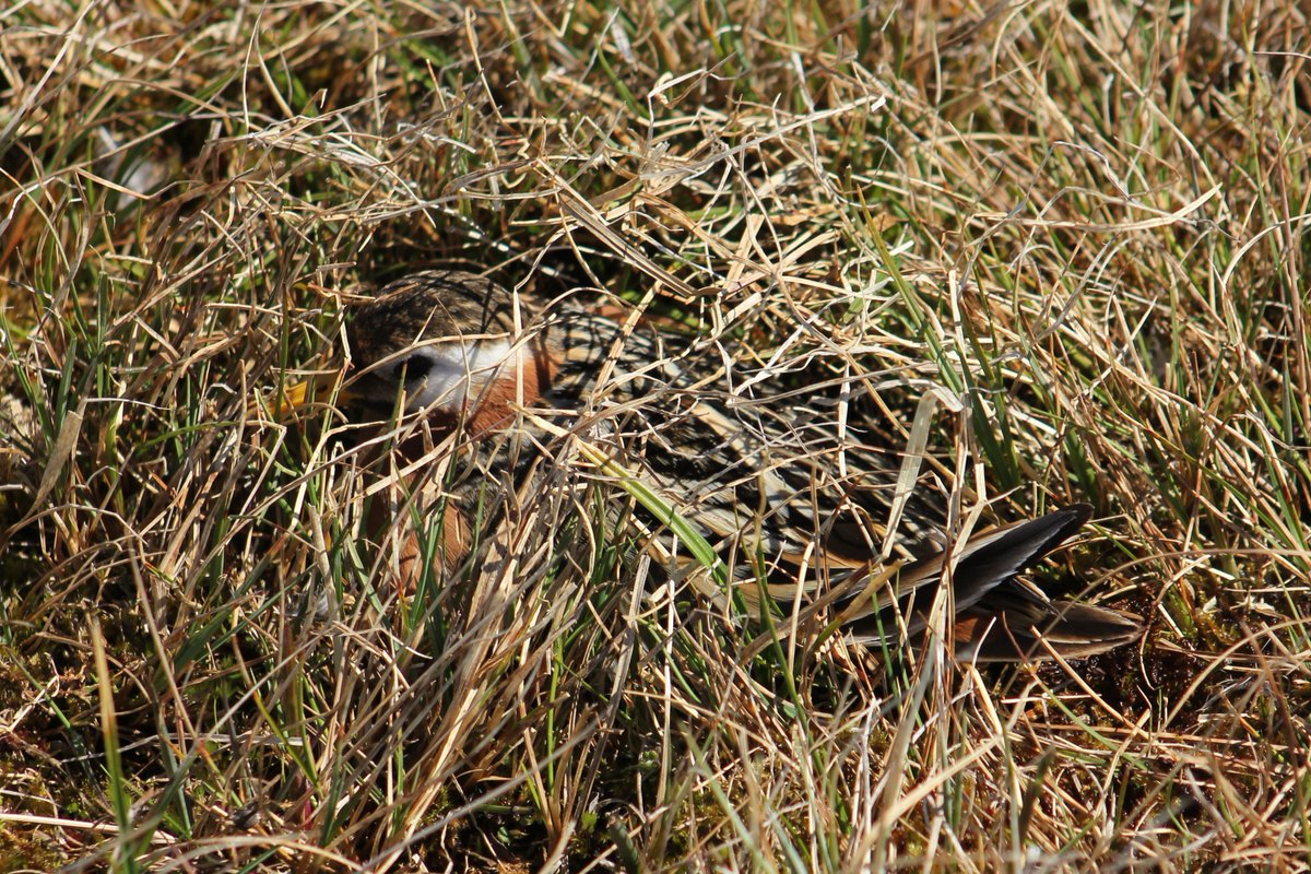 3phalaropes's tweet photo. Who doesn't want waterfront? #Phalaropes often nest next to the ponds where they feed. Sometimes they even have a little tunnel in the vegetation to give them (and their chicks) an easy route to the water! #PhalaropePhriday #ShortCommute https://t.co/Eh1ELQy8f9