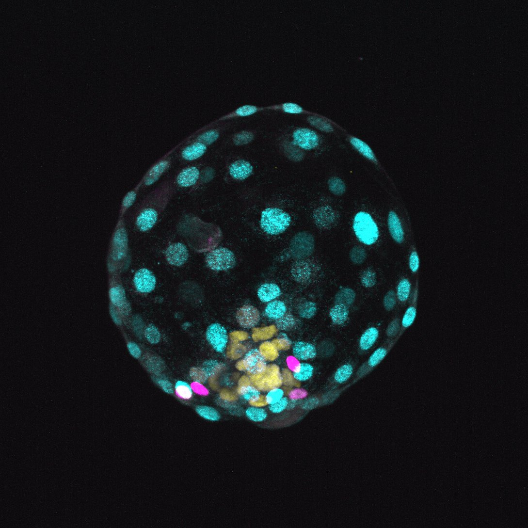 IMBA_Vienna's tweet photo. Many thanks to @washingtonpost for this #brilliant feature on the Rivron Lab's human #blastoids, published yesterday in @Nature! @NRivron 👏👏👏
Read the insightful article ➡️ https://t.co/9vqJZFsTmv
#blastoid #embryomodel
Read the IMBA news story ➡️ https://t.co/0oVi4lA88U https://t.co/Ia8jRffXCH