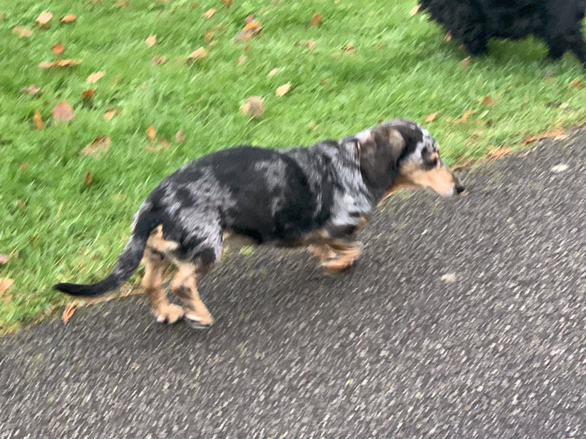 HectorHounds's tweet photo. Bless my Lily 16 years and 1 week old and off on a little trot around, then back in her bed under a blanket keeping warm 💖 https://t.co/0XK0jQolO9