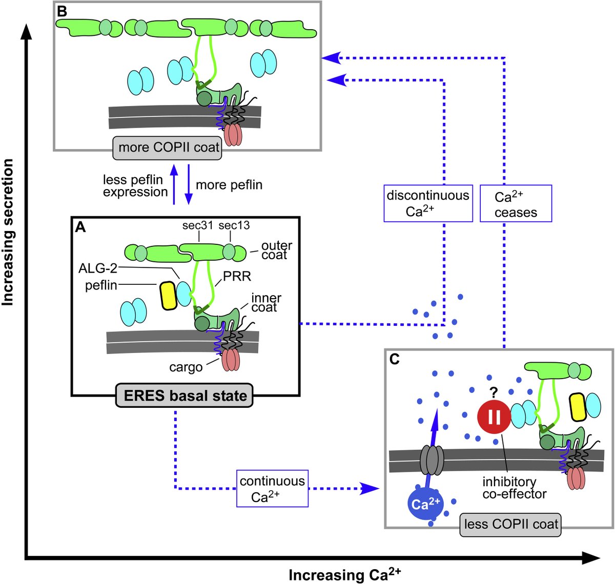 Sargeant et al.'s data provide insights into how PEF protein dynamics affect secretion of important physiological cargoes such as collagen I and significantly impact #ERstress ―  <a href="/UMontanaNeuro/">UMontana Neuroscience</a> <a href="/John_Sargeant9/">John_Sargeant_rgb</a> 

jbc.org/article/S0021-…