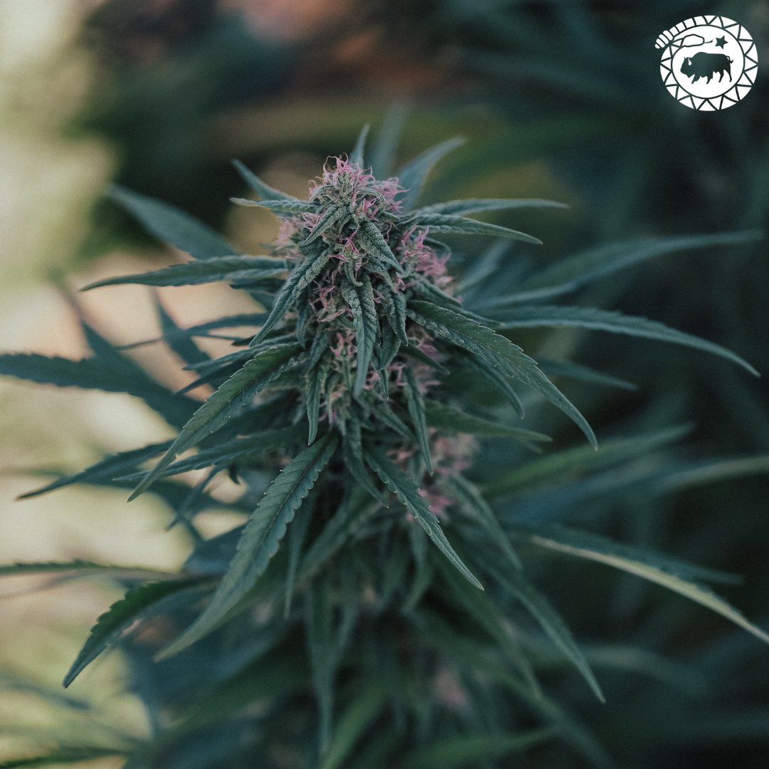 High Grade Hemp Seed tweet media