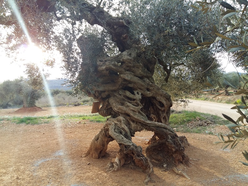 PoblesValAbando's tweet photo. Meravelles del Maestrat. L'Olivera de les Quatre Potes. A Canet lo Roig, on també està l'olivera de la peli 'El Olivo' https://t.co/8dOzTN3MyX