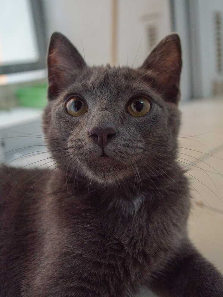 Sirio ❣️

Bebito en adopción. Tiene casi tres meses, suuuuuper sanito y sociable. Busca a su persona que lo ame para siempre!

Si querés adoptar escribinos a gatoscordoba@gmail.com 💚

<a href="/VivirEnNuevaCba/">Vivir en Nueva Cba</a> 
<a href="/VivireNuevaCor/">VivireNuevaCórdoba</a> 
<a href="/VivireNuevaCba/">VivirenNuevaCórdoba®</a> 
<a href="/gabuleta/">Gabu</a>