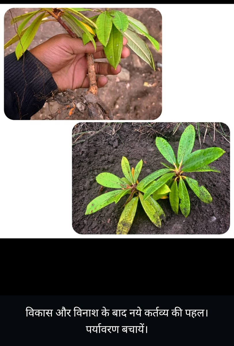 mahadev_uniyal's tweet photo. रोड कटिंग के दौरान आज एक बुरांश का प्यारा सा पौधा बचाया।
#save_plant 
#save_nature
@machanifs @Anoopnautiyal1 @Anilrwt5 https://t.co/AidyUGl6Du