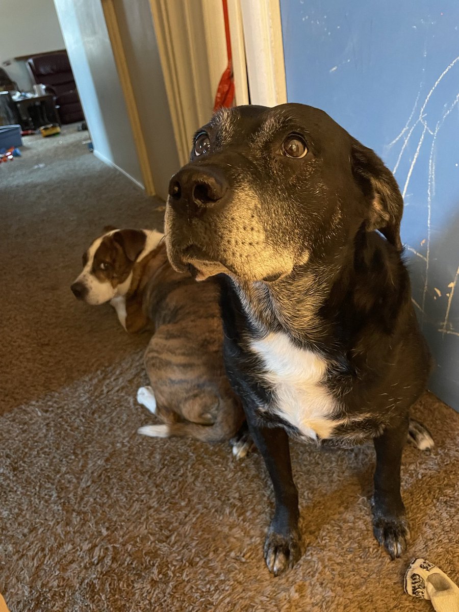 Brekkies is more important than morning peepees, momma.