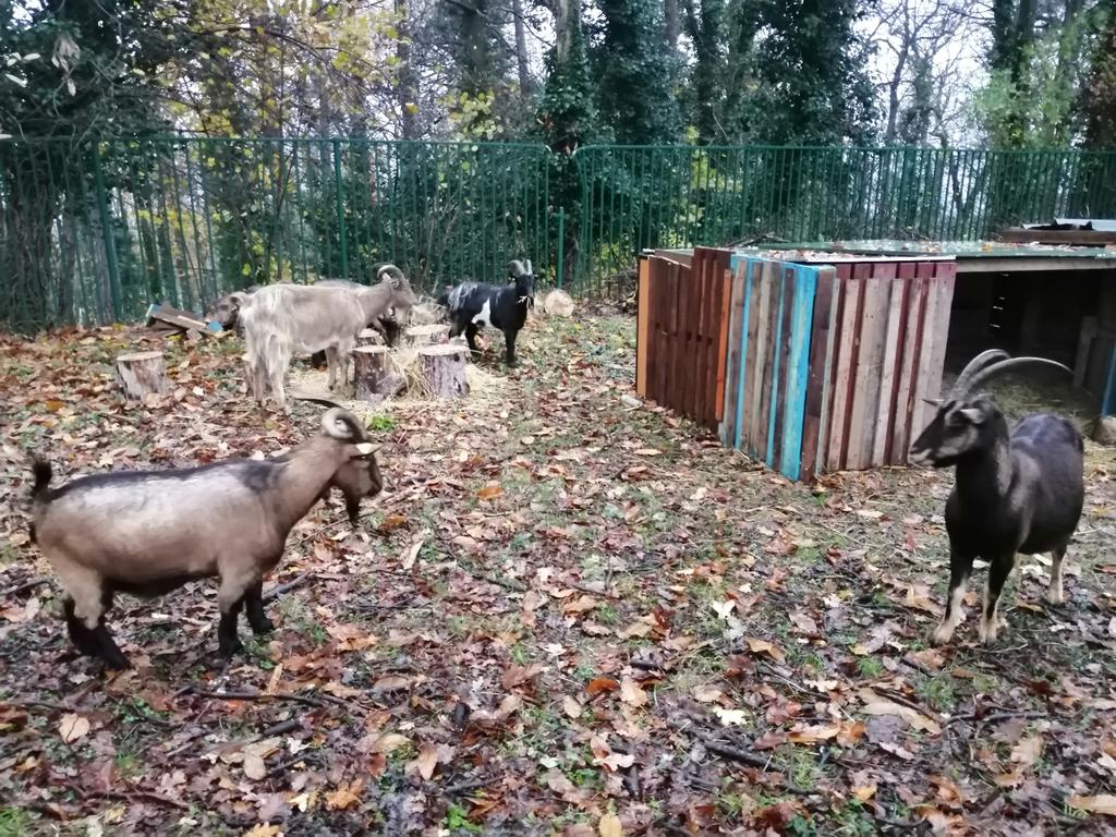 Clg_Ronsard's tweet photo. Au total, ce sont à présent 6 chèvres que nous avons aujourd'hui dans le sous-bois grâce au partenariat avec @lfpchambly . Dès lundi, les éco-délégués feront visiter l'espace d'eco-paturage aux élèves du collège. https://t.co/9NGjykrqna