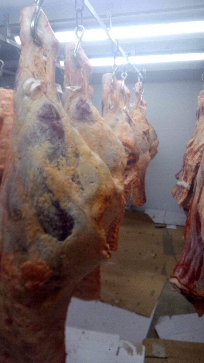NoboroughLodge's tweet photo. Our fridge is full of beef for Christmas.
We are fairly unique in that we breed, rear, grow and finish our own native breed cattle.
#Fullytraceable
#Nativebreeds
#Hereford
#AberdeenAngus
#Beefshorthorn
#britishbeef
#sucklerbred
#shoplocal
#buybritish
#biteintobritish https://t.co/5mtWgSG1rI