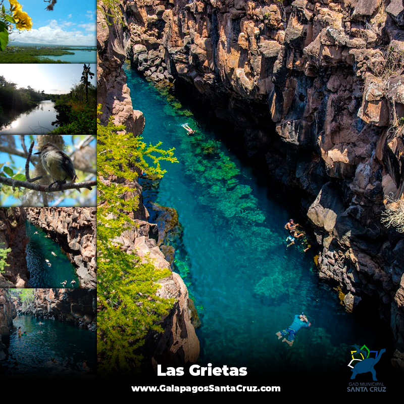 GoRaymi's tweet photo. “Las Grietas” en Santa Cruz es uno de los mejores atractivos turísticos de Galápagos y del mundo. ¡Trae tu equipo de snorkel y cámara subacuática!
Conoce más en: https://t.co/VcTMII7w46
GalapagosSantaCruz
IslasGalapagos
SantaCruzTierraDeEncuentros #HéroesDelTurismo #GoRaymi https://t.co/LNcFuXx6Mc