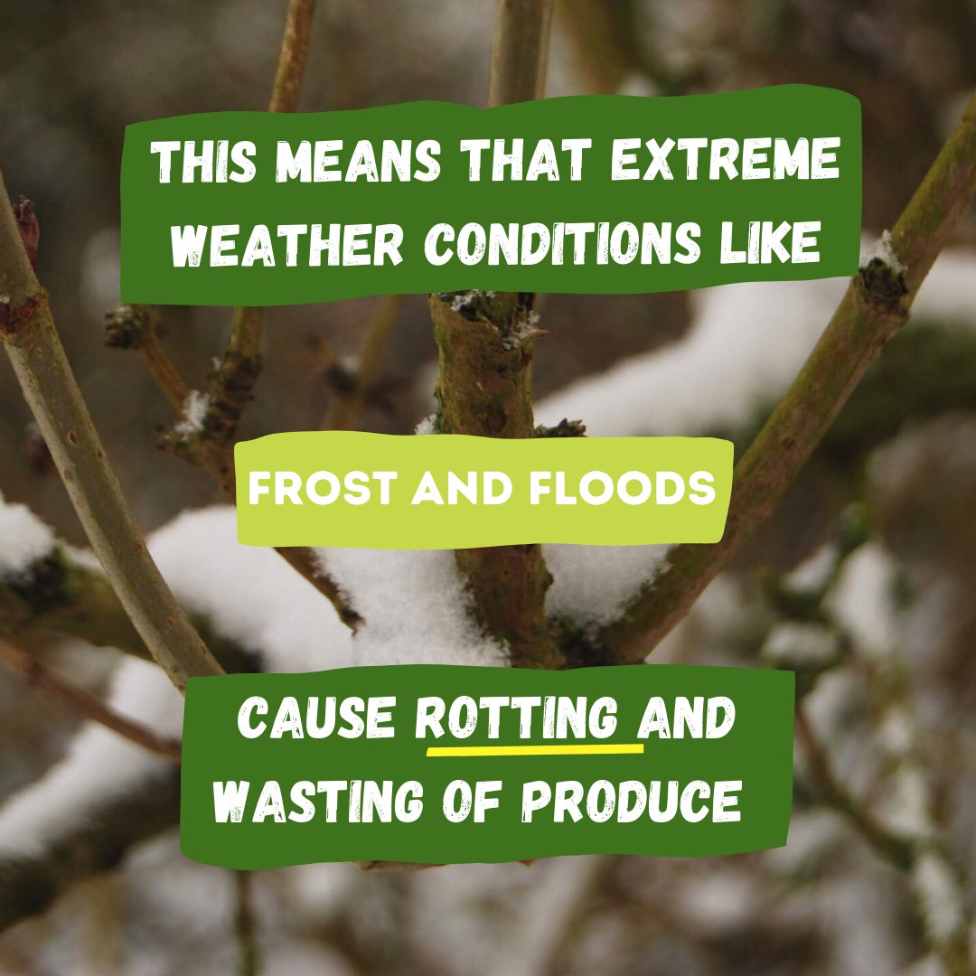 FactoryBrighton's tweet photo. We are a slave to the weather. Extreme weather conditions means a lot of produce is left to rot💥. This will be the next obstacle for farmers  BUT we have never missed a delivery in the 10 years of being in the business and we intend to keep this up!🚛
 
#foodfutures #cop26 https://t.co/mSCbVUjNIF