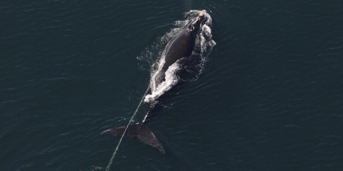Another right whale calf was found in the waters off Georgia -- the second so far this season -- but sadly it's mother, known as Snow Cone, remains severely entangled in what appears to be fishing lines, with ropes in its mouth, NOAA officials said.