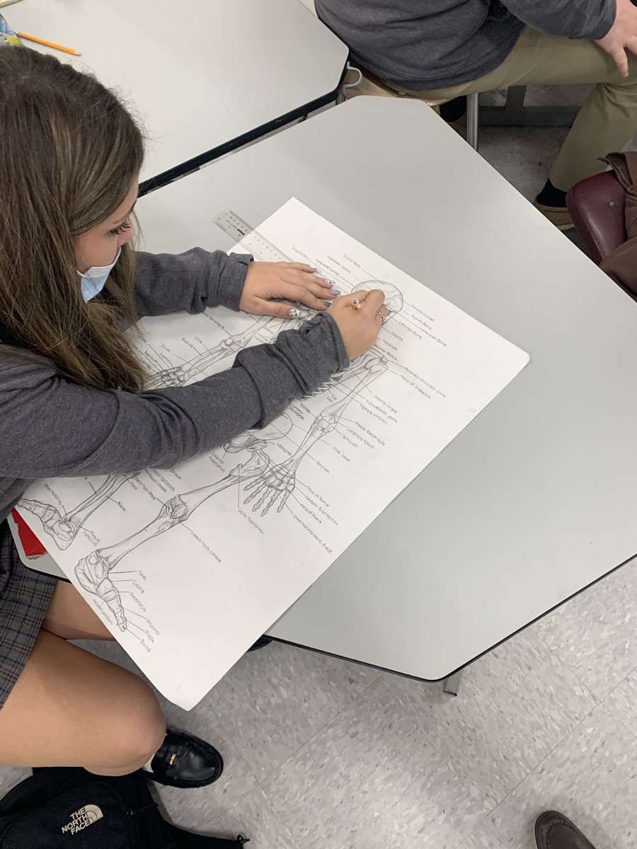tweed_joe's tweet photo. AM anatomy students are also talented artists. Create and learn. #BoundForExcellence https://t.co/JDT6xlgn11